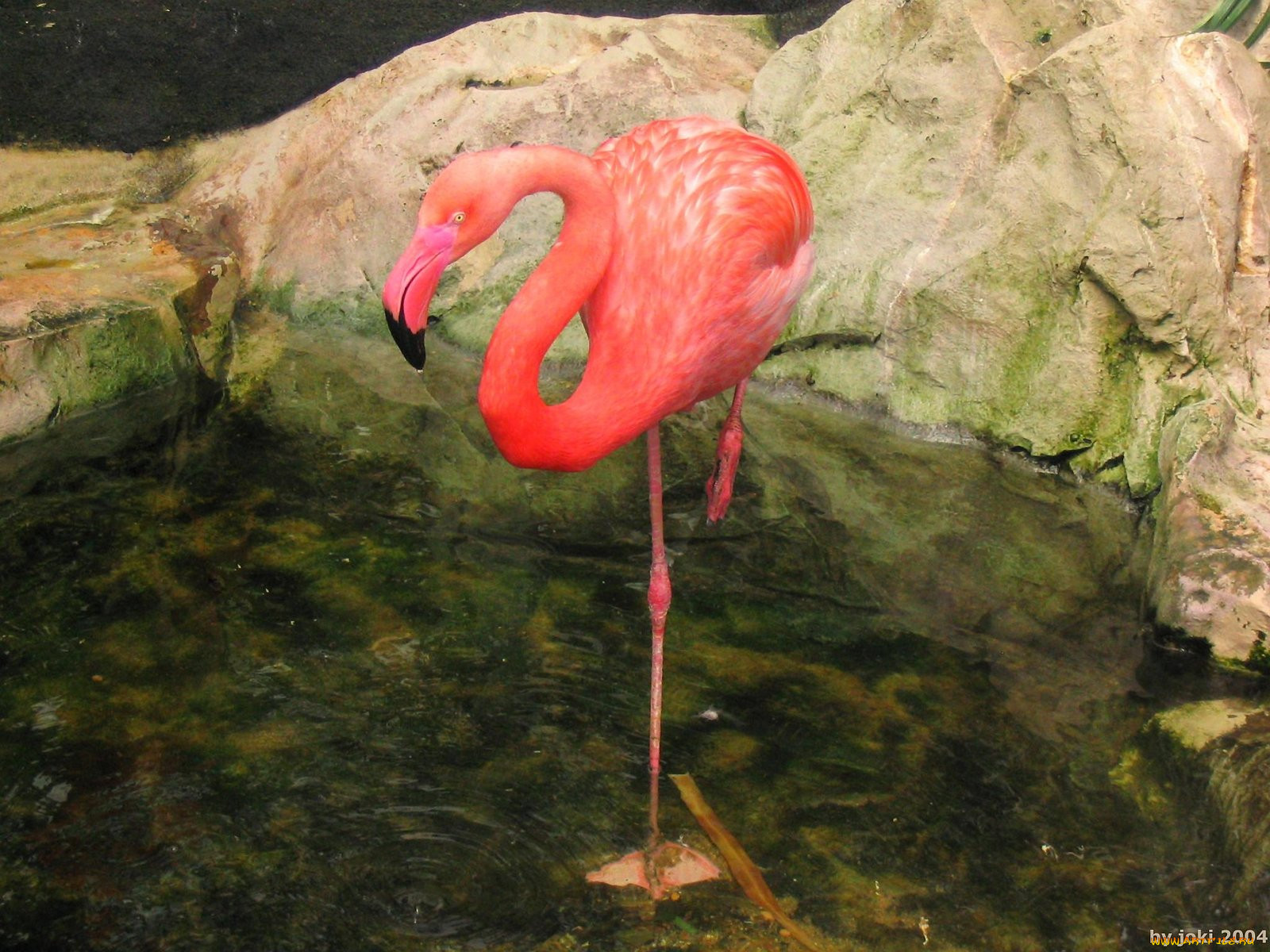 vancouver, island, victoria, crystal, garden, flamingos, , 